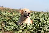 GOLDEN RETRIEVER 192